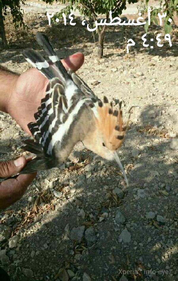 ghassdelb1's tweet photo. من يعرف ما نوع هذا الطير http://t.co/LNnr2AbgCb