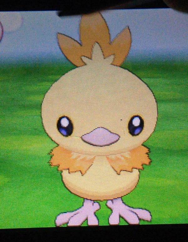 ShinyXY's tweet image. RT + Follow for a chance to win a shiny, 5/6IV Speed Boost Torchic! Ends Tuesday night September 2nd! 3 winners!