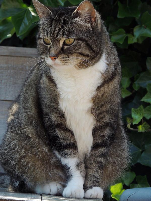 AliekeW's tweet photo. @TelegraphMag @ChoupettesDiary This is my little feline! http://t.co/eGgoEeiSSG