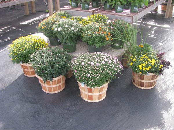 CountrysideLL's tweet image. Mums are Here!! @CountrysideLL