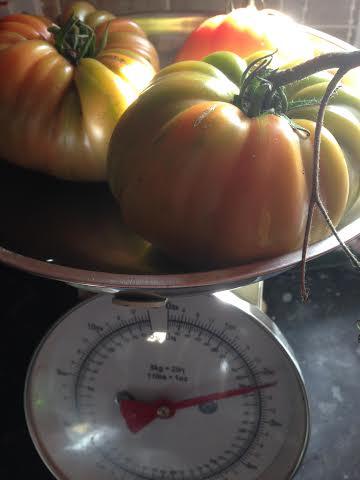 wow.. <a href="/28MartaJones/">marta jones</a>: 3 tomatoes = 1 kg <a href="/Veg_Edible/">#GrowYourOwn ♥</a> #growyourown take no messing :*