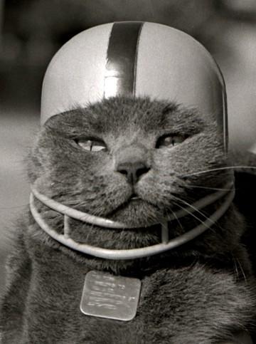 Uk cats football is back!!!!