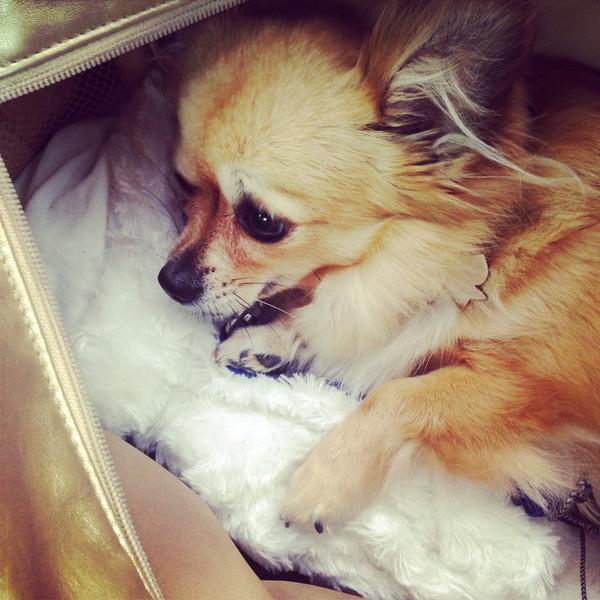 Poppy_thedog's tweet photo. Heading back into London. Time for a snooze. #cute #cutedogs #train #london #dog #chihuahua http://t.co/aZzTEyC1dW