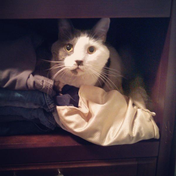 iccee's tweet photo. Mister Kitty doing what he does... Making a bed out of my clean clothes in the closet http://t.co/RHLbY4nmDo http://t.co/EGFfcA0l0F