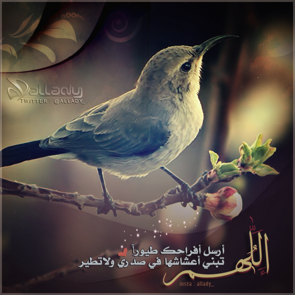 allady_'s tweet image. »
   #اللهم .. 
أرسل أفراحگ طيورآ ..
تبي أعشاشها في صدري " / ولاتطير~

✿`•.
#تصميمي #غرد_بذكر_الله 
"
