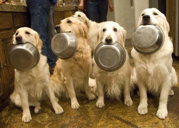 GridJungle's tweet photo. There is no more fun way to help feed pets in shelters than playing our new game at http://t.co/EYmJ5Q1OuS http://t.co/5z2SAs1W1y