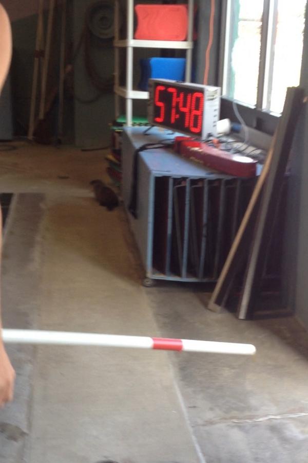 Katelyn_Cross3's tweet image. #PoolAdventures #HiFriend 🐆