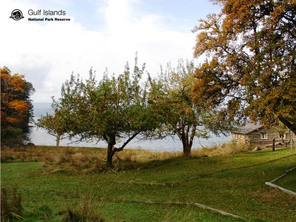 #GulfIslands identifies 20 varieties of heritage #apples in the park reserve.  ow.ly/i/6GRrZ...