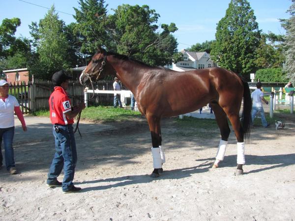10zyk's tweet image. Off to Saratoga to see my colt Chasing Bubbles's first start.