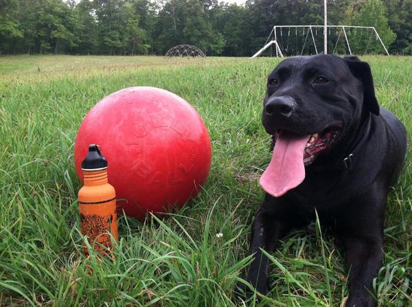 TheLanther's tweet image. Back in training with my #JollyBall and a canteen of water @JollyPetsInc