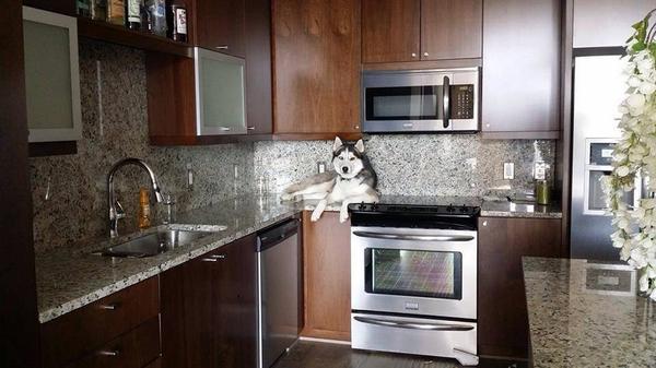 CntrlValleyVet's tweet photo. What?? My toaster strudel are nearly ready! #dogsinawkwardplaces #lol http://t.co/wQPqE6d7v2