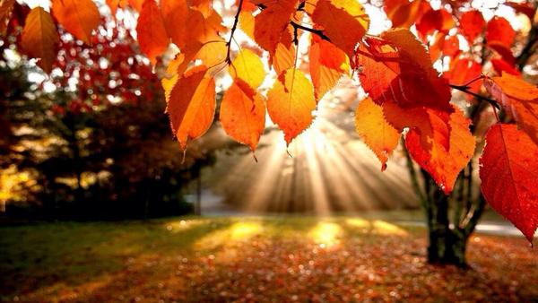 YourDailyInt's tweet image. The fall leaf effect..