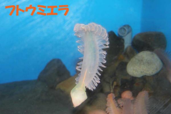 アクアワールド茨城県大洗水族館 Di Twitter 羽ペンのような形から英語でシーペン Sea Pen と言われるウミエラですが 漂う姿は羽そのものに見えますね Http T Co Coiiavyj3j