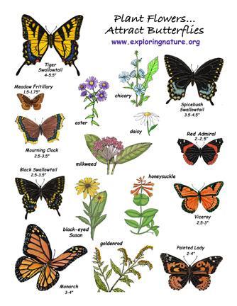 Don't forget the butterflies!