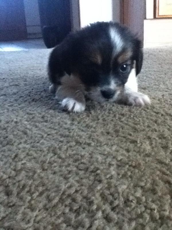 RjRuler's tweet photo. My Dog http://t.co/NvQsNLa1gf