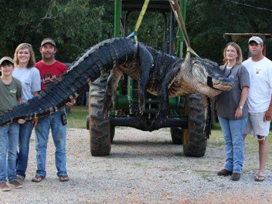 12News's tweet image. WOAH! That's a HUGE alligator! Sets a world record, caught in #Alabama. ow.ly/AU7nM