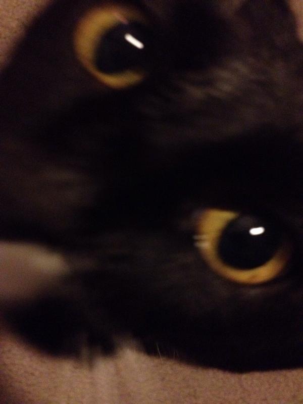 180Savage's tweet photo. Just thought my profile needed more cats. http://t.co/IN60hRD5xw