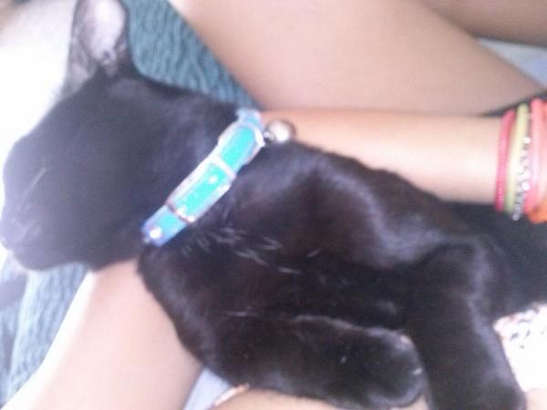 LauraMiguel23's tweet image. Tu te cree este gato dormio aziii ..#MiOrejOn como #MiPantera ni unO tqmaás ..