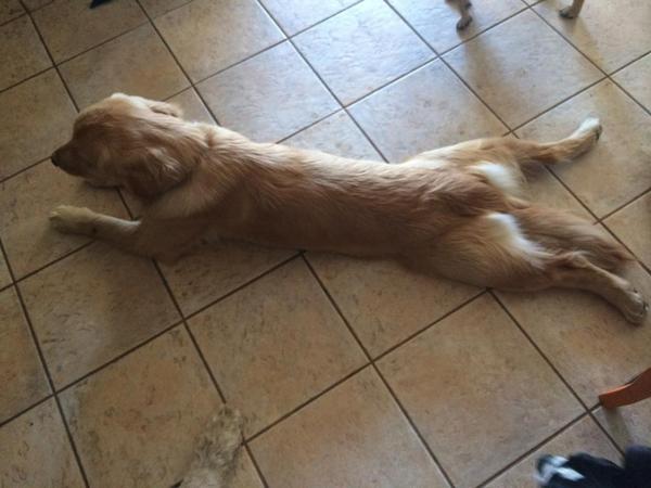 WestPackBnB's tweet photo. Goodnight! Who else has a pup that lays like this!? :) http://t.co/5f3c376zGt
