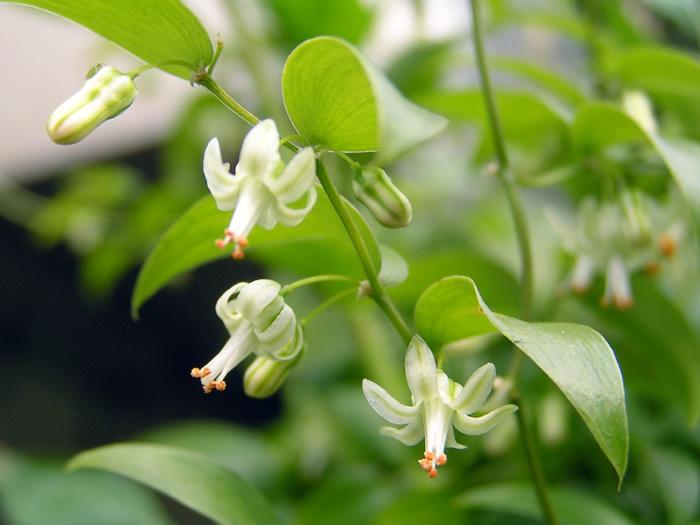 誕生花bot Tanzyouka Bot Twitter