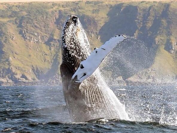 SealScotland tweet media