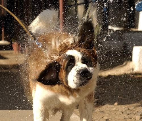 timesofindia's tweet photo. Bring home a dog to feel 10 years younger http://t.co/7A5XH4fqtg via @TOILifestyle http://t.co/PVye67QPWk