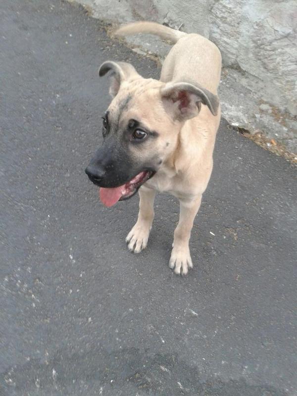 ladelaperdi's tweet photo. Cachorro encontrado en Cortes De La Frontera necesita hogar urgente. RT RT RT @protemalaga @noticiascortes http://t.co/Qv2ejpaUBH