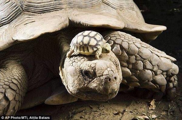 CoinWuTang's tweet photo. Madre de 140 años de edad con su hijo de 5 días http://t.co/6oMKpf9aJQ