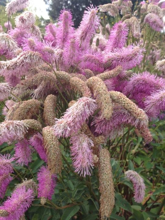 HP_Gardening's tweet photo. Sanguisorba Pink Brushes. Needs some new bristles! @Plantheritage #NatColl (via @Avondale_Brian) http://t.co/EP35cOVP4u