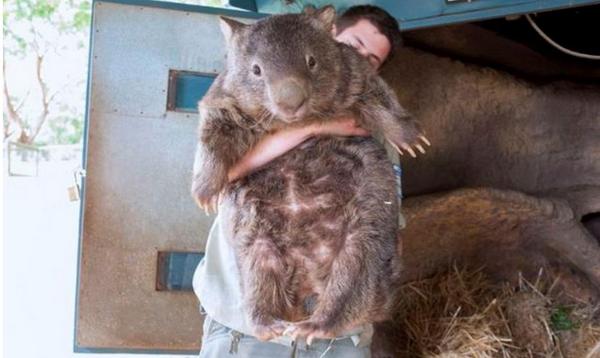 LaStampa's tweet photo. FOTO: Il #wombat più grande del mondo compie 29 anni http://t.co/poarNBPpUL via @la_zampa http://t.co/WF8Wx4rQz4