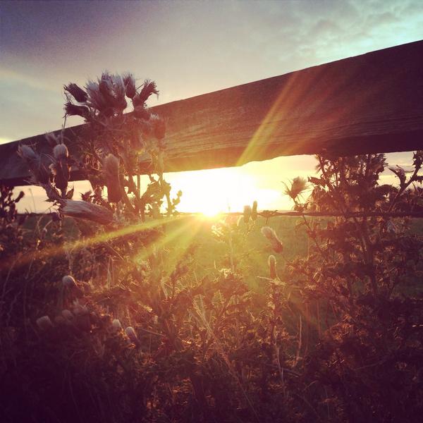 milkmanstan75's tweet image. #sunrise