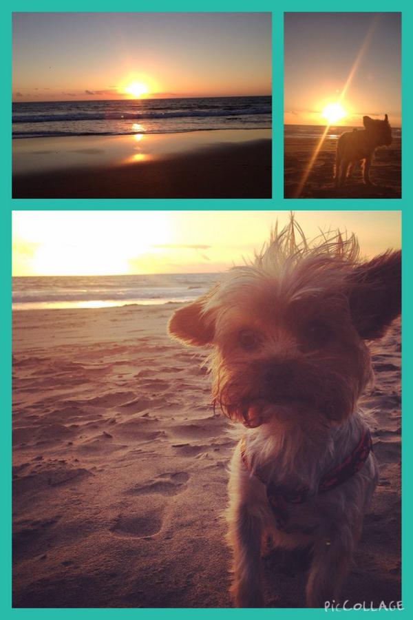 Small_lazydog's tweet photo. Another #summerday!☀️🐾🐚
#sinfiltro #thebestdog #playaparaperros #perro #migranperromini #NoAlMaltratoAnimal #malavida http://t.co/JHP18M5rq1