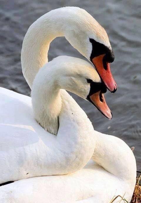 macalogu's tweet image. Love ❤️