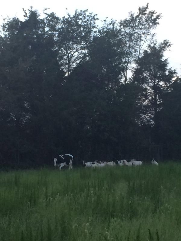 RescueRanchNC's tweet photo. Good Morning and Happy Sunday from the Ranch! #RRAnAn #RROtis #leaderofthepack  #RROtis&amp;hisherd #RRgoats http://t.co/fxDRDzHX21