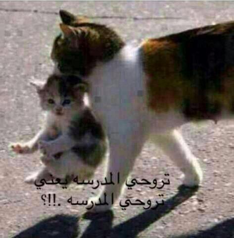 dhrghtt's tweet photo. مافيه غياب 😬 http://t.co/wOJVQ7aAjr
