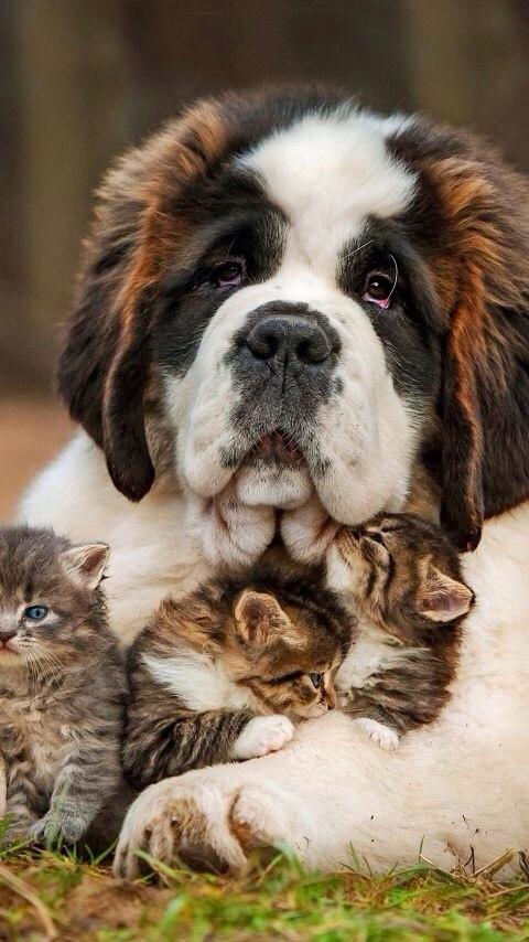 Elverojaguar's tweet photo. https://t.co/mv4diSgHIg
