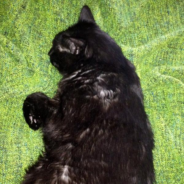 dann morr tweet media