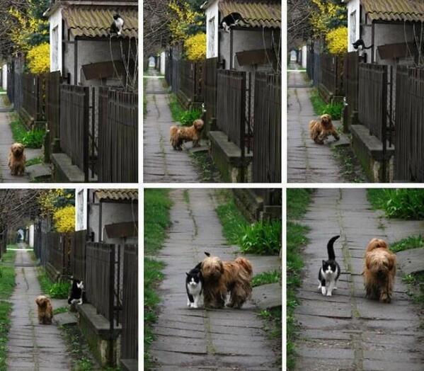 funnyorfact's tweet photo. Every day,  at the same time, she waits for him. He comes… and they go for a walk. http://t.co/V77FXsvZbO