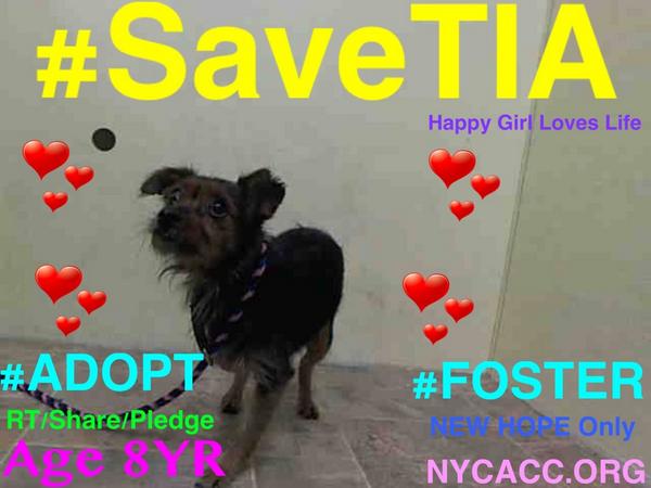 Animalrightsivy's tweet photo. “@UrgentPart2: TY #Heroes #SaveTIA SAMMY & COUTURE 2Die 8/30 #NYCACC #ADOPTED Happy tails! Yay! http://t.co/8dsa1gIhie” 👏💖🐾🐶‼️🙏