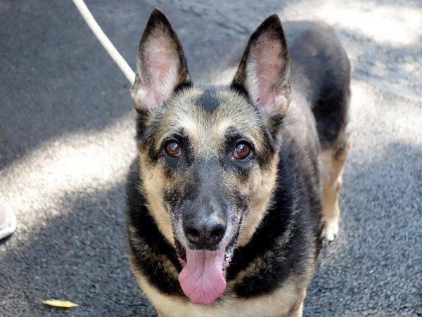 Animalrightsivy's tweet photo. “@UrgentPart2: TY #Heroes #SaveTIA SAMMY & COUTURE 2Die 8/30 #NYCACC #ADOPTED Happy tails! Yay! http://t.co/8dsa1gIhie” 👏💖🐾🐶‼️🙏