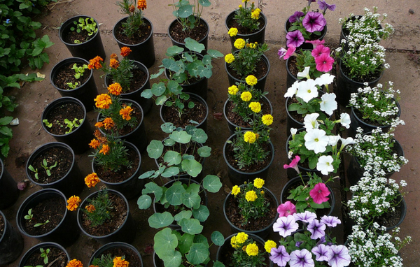 WonderHowRU's tweet image. Как организовать цветы в цветочных горшках wonderhow.ru/flowers-2/