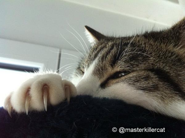 masterkillercat's tweet image. Psst... #cats &amp;gt; secret weapons test on Sunday! ;-) #claws  #catsinaction #dogs