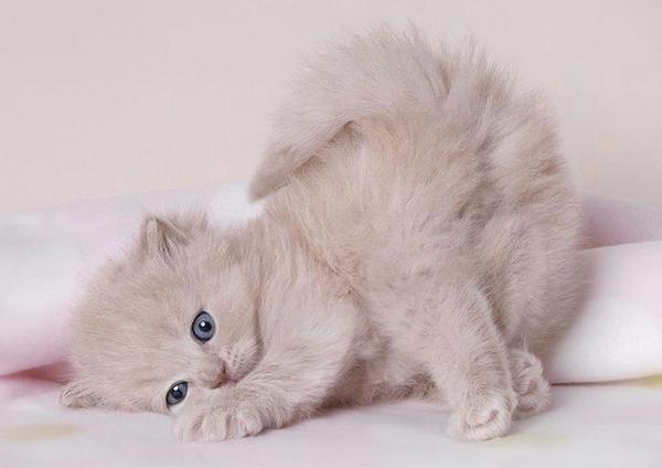 The Cult Cat (@elverojaguar) on Twitter photo 