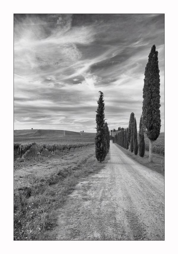 PetrellesePhoto's tweet image. #tuscany #toscana #picofthesunday #picofday #summer #estate #biancoenero #blackandwhite #Italy #pic #photooftheday