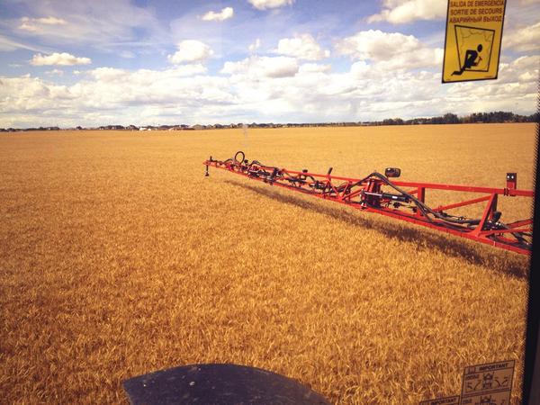 Harvest is almost here! #harvest14 #hrswheat #Caseih