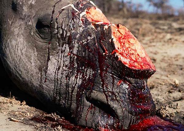 AVARICIA e IGNORANCIA: el CUERNO de #Rinocerontes es del mismo material que nuestros pelos y uñas #StopWildlifeTrade