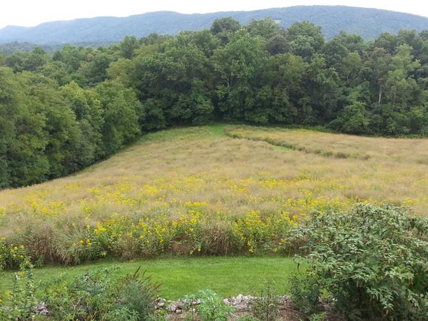 rhjones54's tweet photo. Jeri and I have converted our Virginia pastures to prairie vegetation. More native plants and richer in wildlife. http://t.co/m7AvltdigX