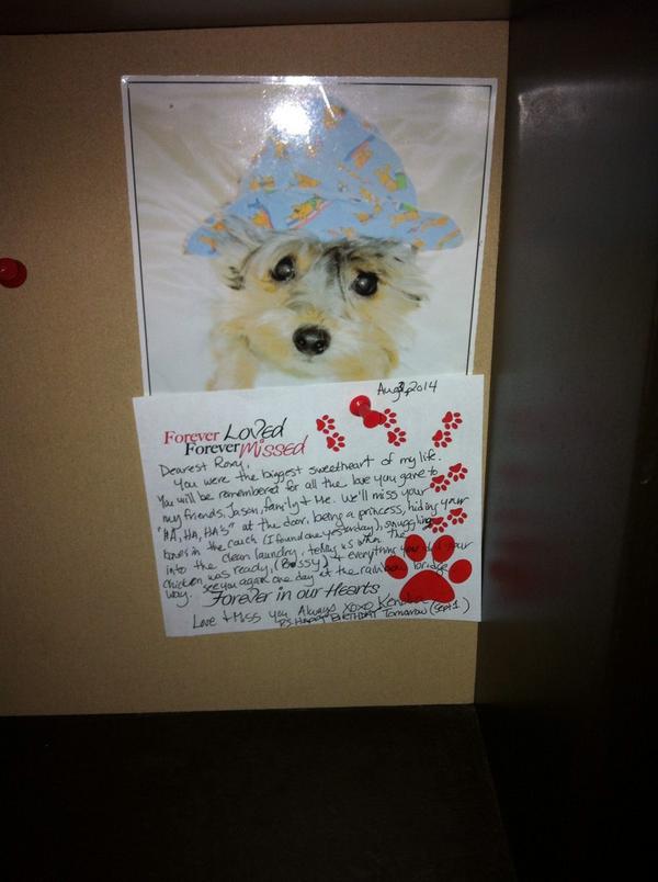 FiDGeT_G's tweet photo. remembering Roxy @pawsway with Karla and Nelson #BenefulHealthySmile #P315 http://t.co/AzQXW1FgcD