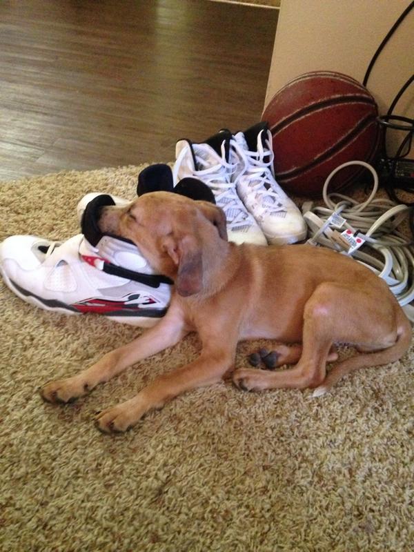 WherezWaldo_'s tweet image. Yea bc that's a pillow right Wallace ? #getoffmyJs 🐶