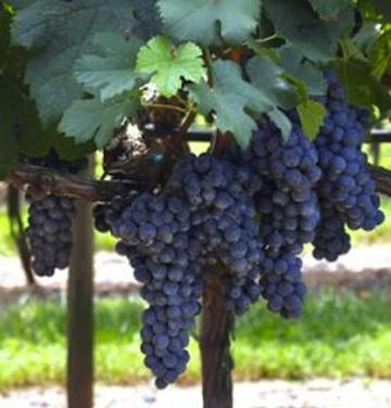 12 Spies Vineyards tweet media